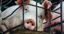 Several young pink pigs are crowded together inside a rusty metal cage with teal rope ties.