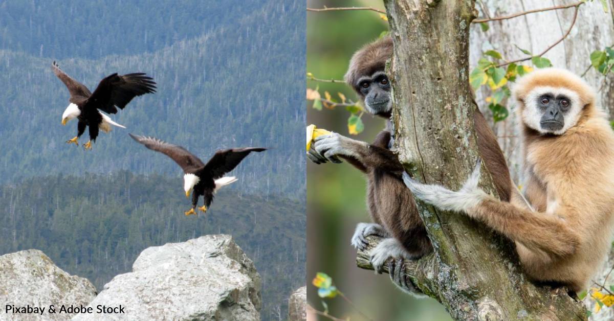 Primates Mating Ritual Dance From Steadfast Lizards to Devoted Primates: Nine Animals That Mate for ...
