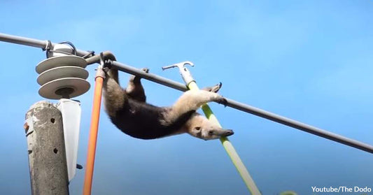 Watch the Nail-Biting Rescue Operation of an Anteater Who Napped on a Power Line