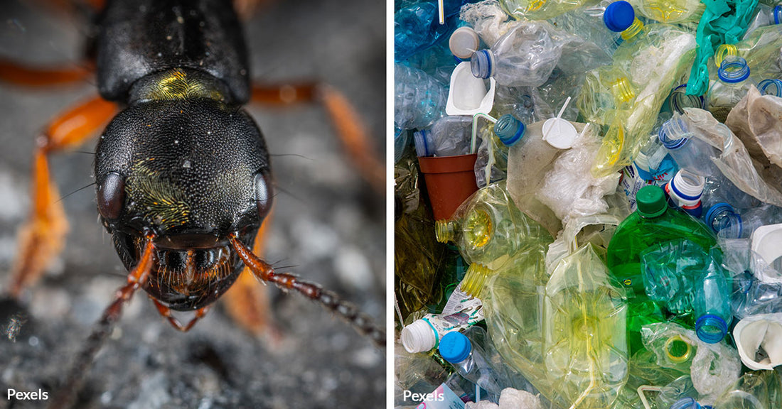 Plastic Pollution Found in Ants Reveals Hidden Threat to Important Insects