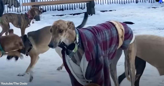 This Greyhound Was Anxious for Days, But His New Family Never Gave Up on Making Him Smile