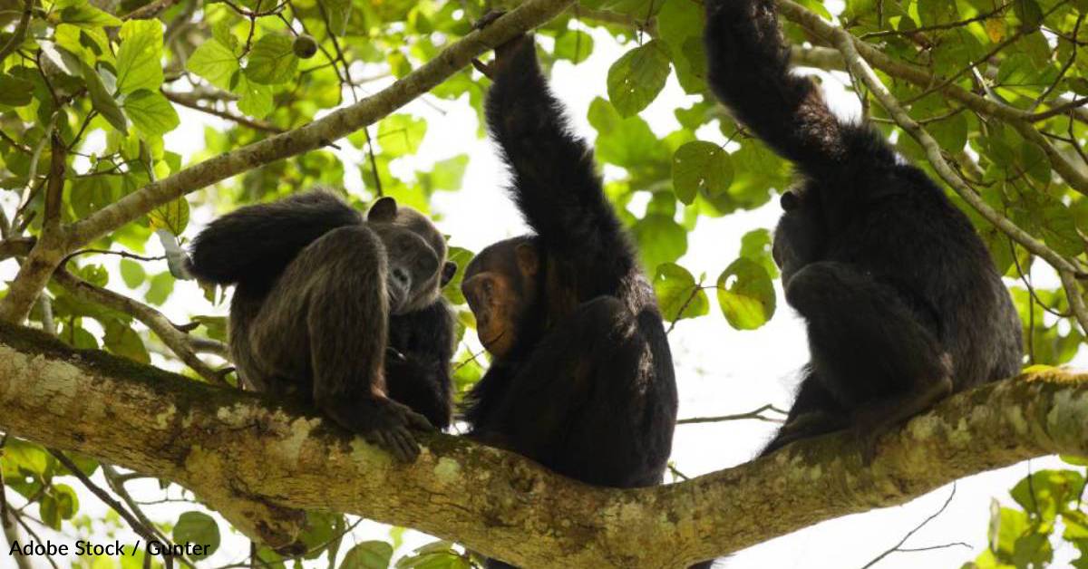 Humans Can Understand Gestures Made By Apes, New Study Finds | GreaterGood