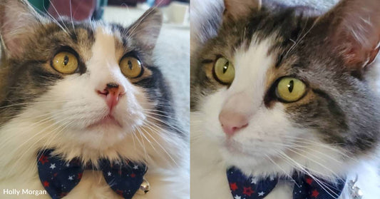 Every Emotion Imaginable Hit Me': Woman Shares Story About How Her Rescue Cats Saved Her