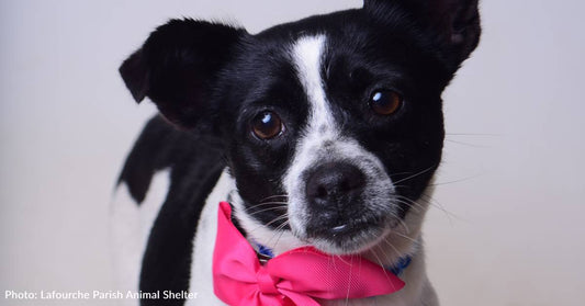 Heartworm-Positive Shelter Dogs Get Second Chance On Flight To Freedom