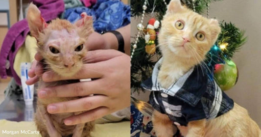 Kitten Was Nearing Death with Third Degree Burns, Now He's Wearing Onesies in a Safe Home