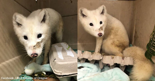 Arctic Fox Rescued Far From Native Habitat... in Portland, Oregon