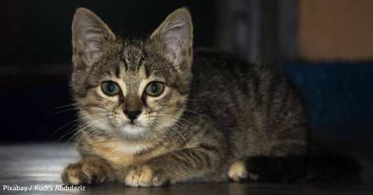 Kitten Survives 60 Miles Under the Hood of a Car