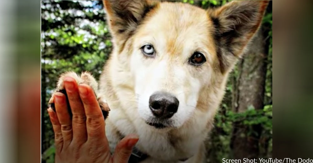 Woman Rescues Her Soulmate From A Shelter