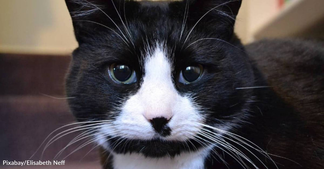 Stray Cat Loses Everything But Finds Love Waiting To Save Her