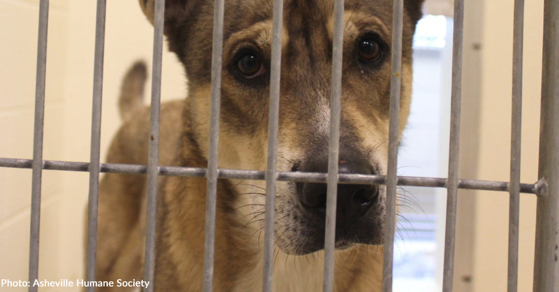 Asheville Humane Society Employee Shares Insight into Past Couple Weeks at Shelter