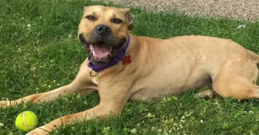 Survivor of Illegal Dog-Fighting is Wagging Her Tail at New, Safe Home