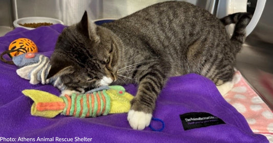 Dogs & Cats At Texas Shelter Are Sleeping Soundly On Soft Blankets And Enjoying Tasty Treats, Thanks To Your Support