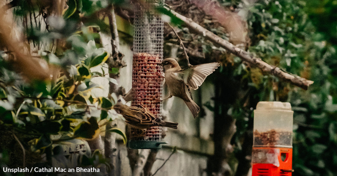 Clever Ways To Attract Birds To Your Garden