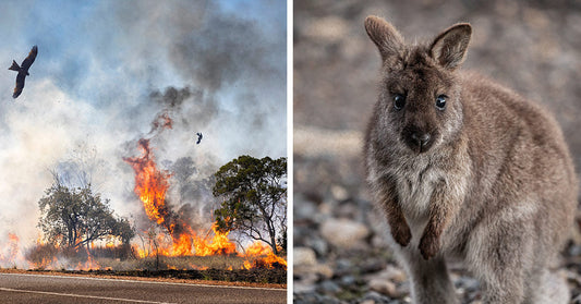 Split image shows a bushfire burning along a roadside on the left, and a young wallaby on the right, highlighting the impact of fires on wildlife.