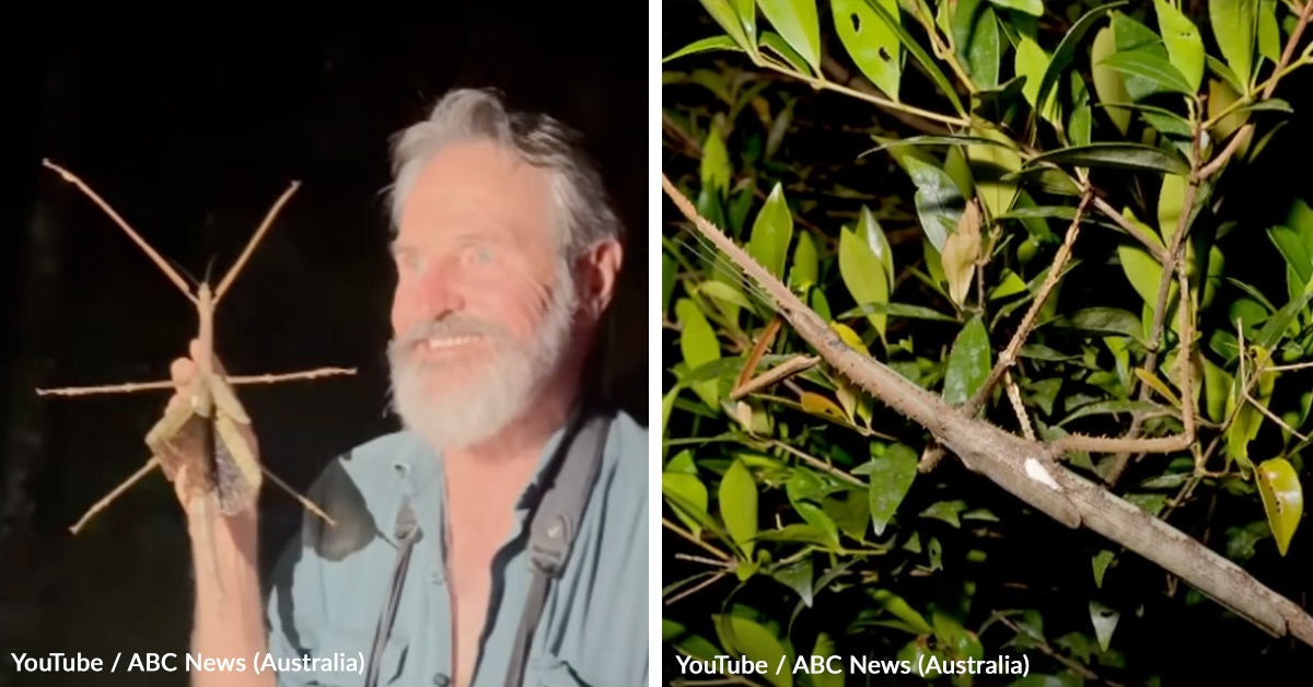 Ginaar Insect Scientists Uncover Enormous Insect Hidden in Australia’s Rainforest ...