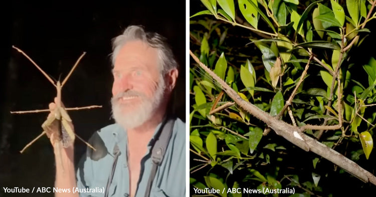 Scientists Uncover Enormous Insect Hidden in Australia’s Rainforest ...