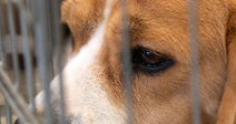 Close-up of a brown-and-white dog looking through metal cage bars, its eye visible between the wires.