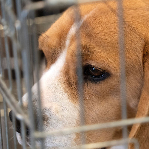 Close-up of a brown-and-white dog looking through metal cage bars, its eye visible between the wires.