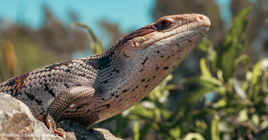 Snake Venom No Match for Certain Australian Lizards