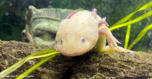 Unique Salamander Species is Critically Endangered, and You Can 'Adopt' One to Help