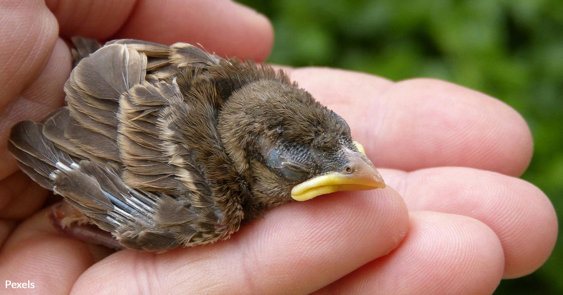 Texas Family Saves Helpless Baby Bird by Wrapping It In Warm Tortilla