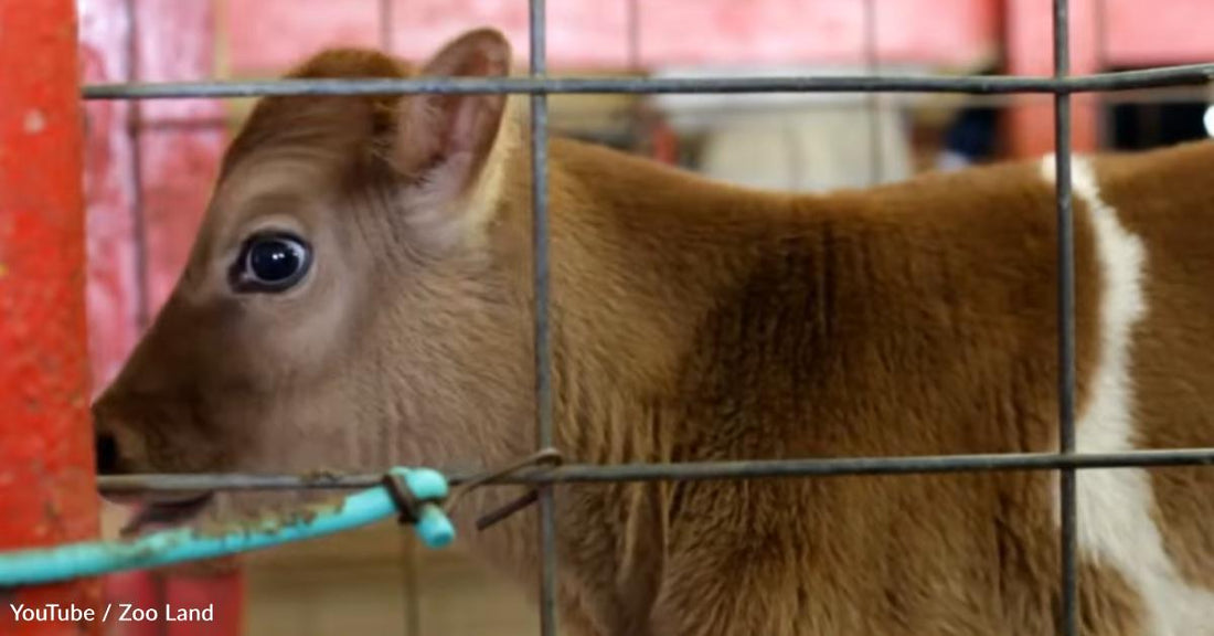 Baby Cow Lives in the Forest with a Family of Deer to Avoid the Slaughterhouse