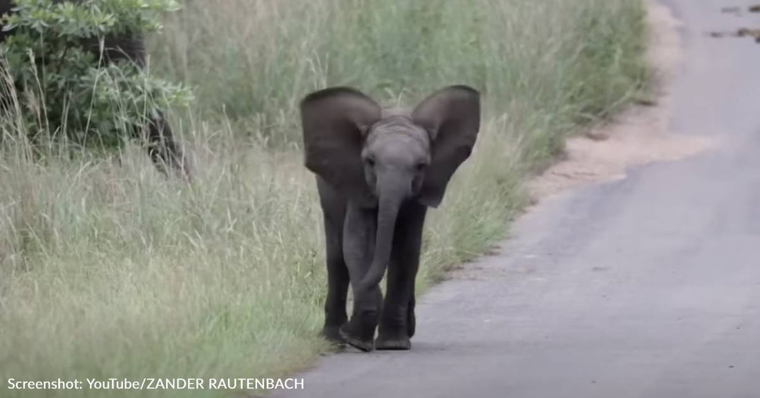 Baby Elephant Practices "Charging" In Kruger National Park