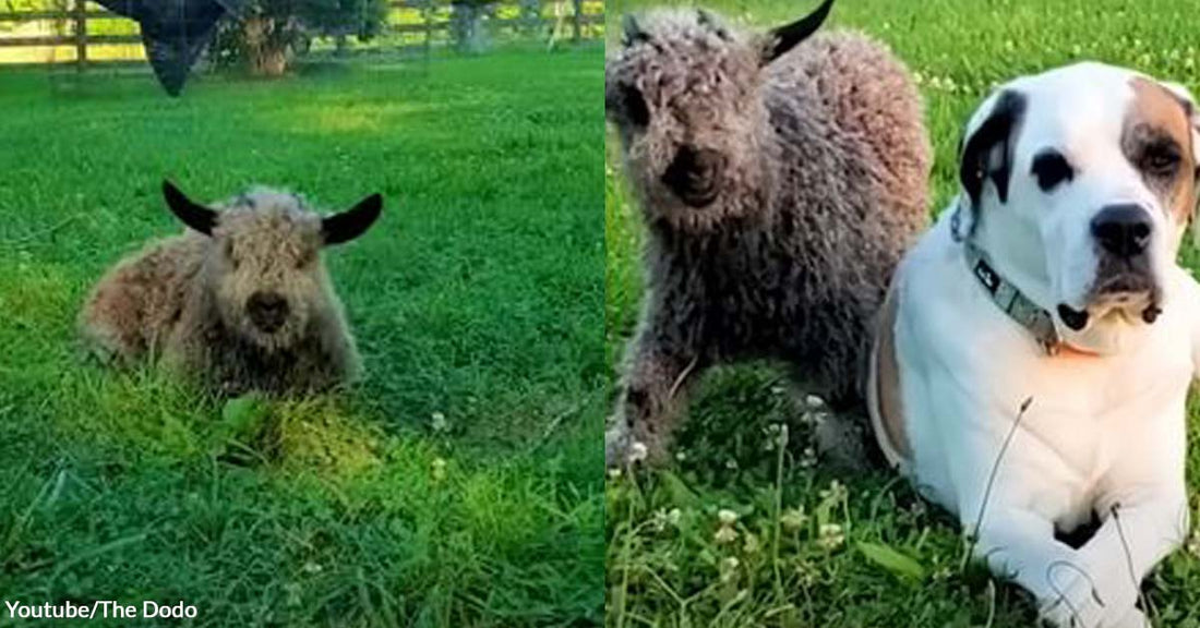 Baby Goat Adorably Tries to Stand Up with Her Supportive Dog Best Friend