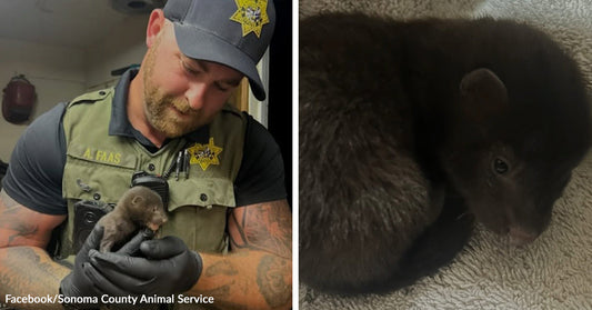 Left: Animal control officer holding a small rescued baby animal; Right: Close-up of a small dark-furred baby animal resting on a towel.