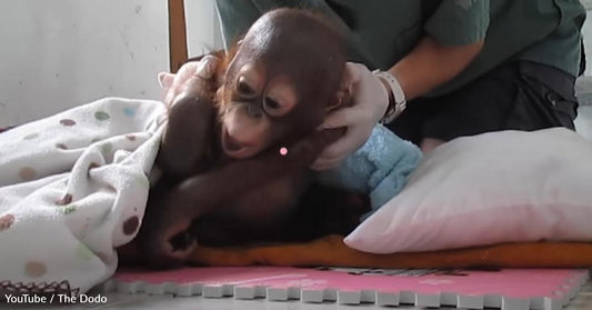 Baby Orangutan Was Rescued and Released After 8 Years