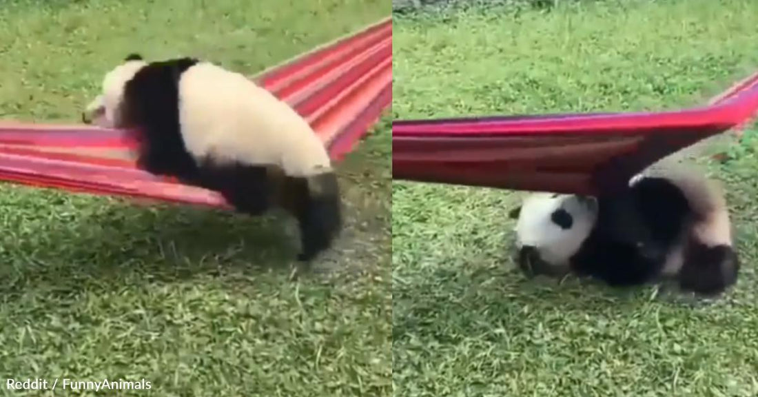 Baby Panda Does His Best to Climb into a Comfortable Hammock