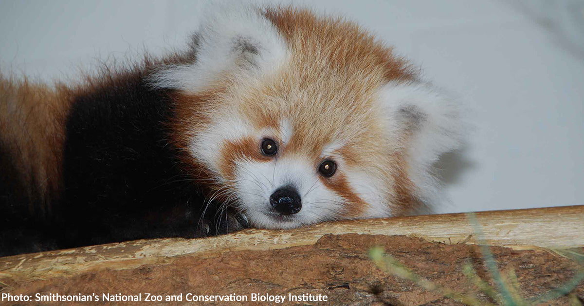 Smithsonian's National Zoo Asks For Help Naming Baby Red Panda