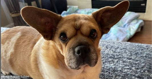 Baby-Yoda-Eared Rescue Dog Uses His Unique Look to Help Other Shelter Dogs