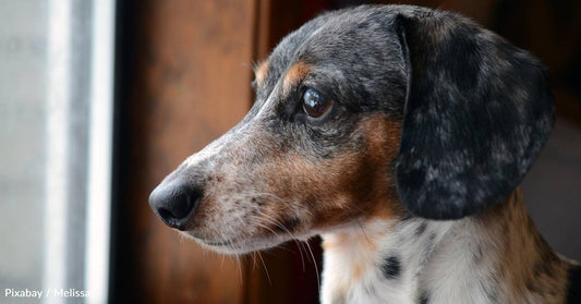 How to Help Your Pet Adjust During Back-to-School Season