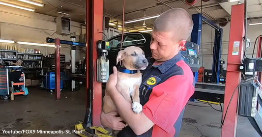 Mechanic Saves a Puppy Stuck in a Backpack in a Dumpster