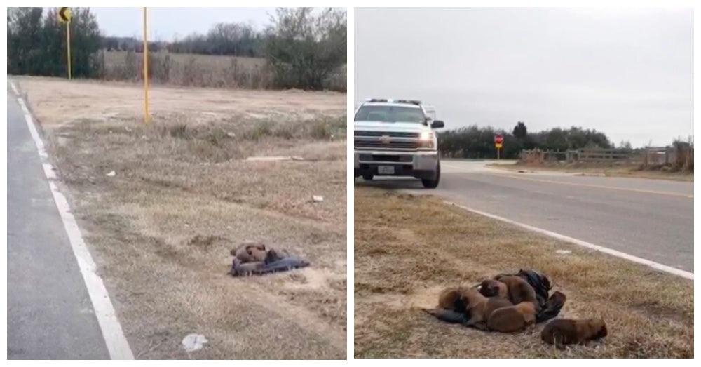 Monster Throws Eight Newborn Puppies Out Car Window