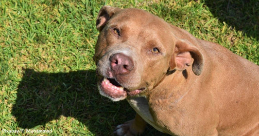 Truck Driver Shares Food with Stray Dog for Months, Finally Coaxes Her Home