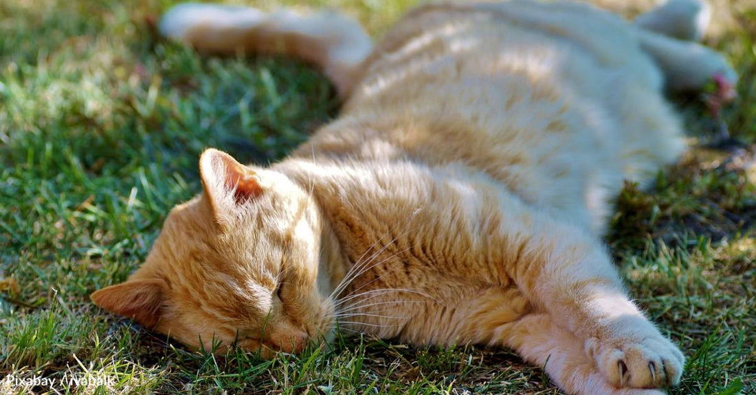 Out of Place' Cat Pops Up to Be Fed with Strays During Cold Winter