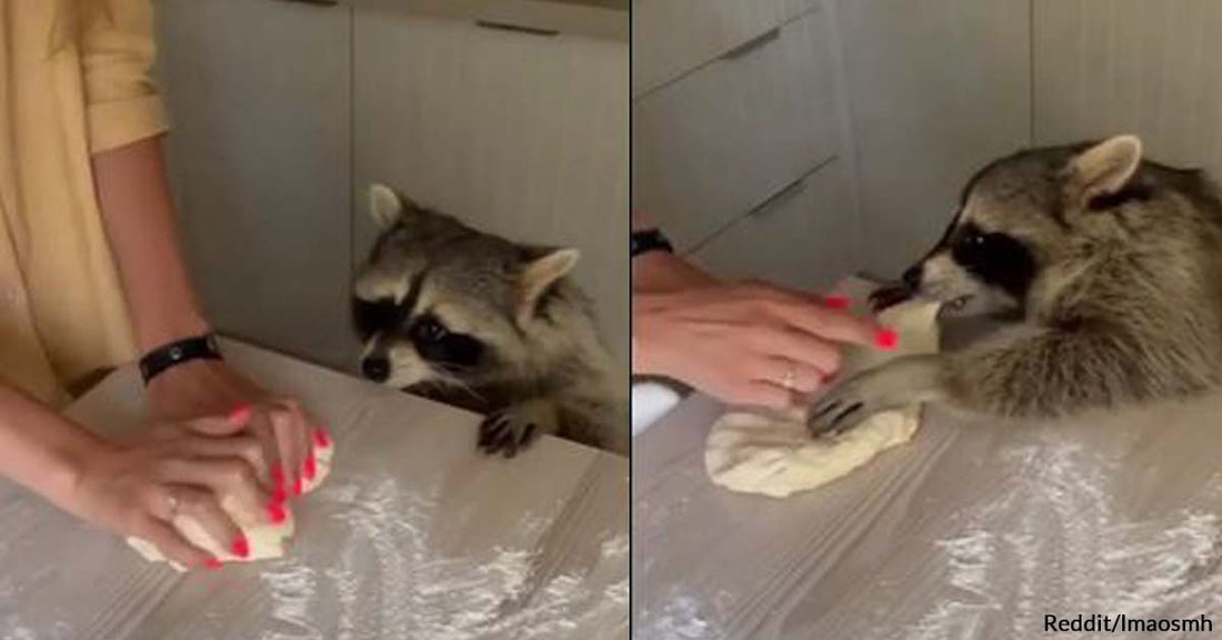 Meet the Raccoon Who Sidelines as the Cutest Baker’s Assistant