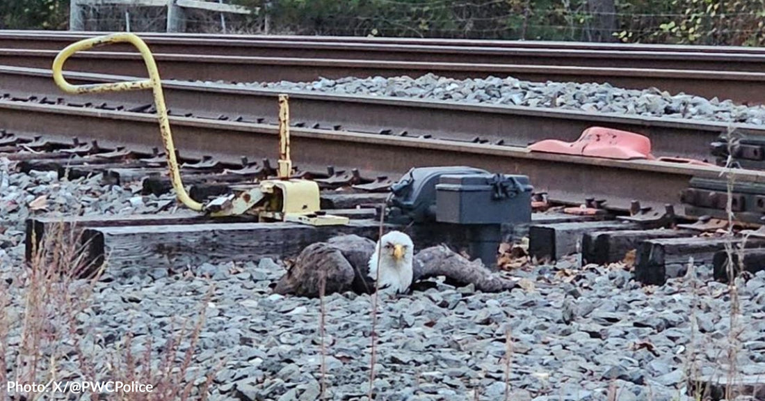 Injured Bald Eagle Rescued After Being Struck By Train In Virginia