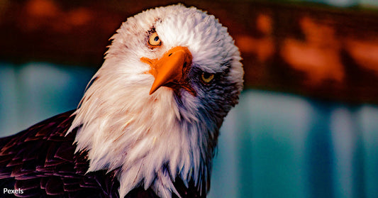 Eagle Massacre on Reservation Land Exposed — Man Faces Justice for Wildlife Crimes