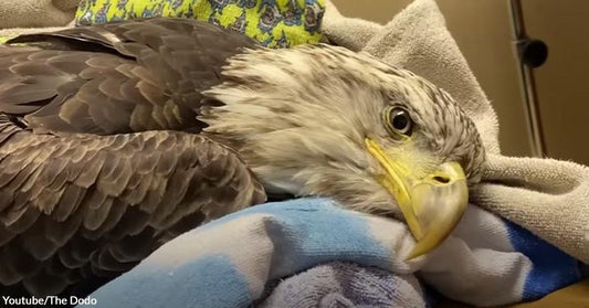 An Injured Bald Eagle Successfully Learned to Fly Again Under the Care of an Excellent Vet