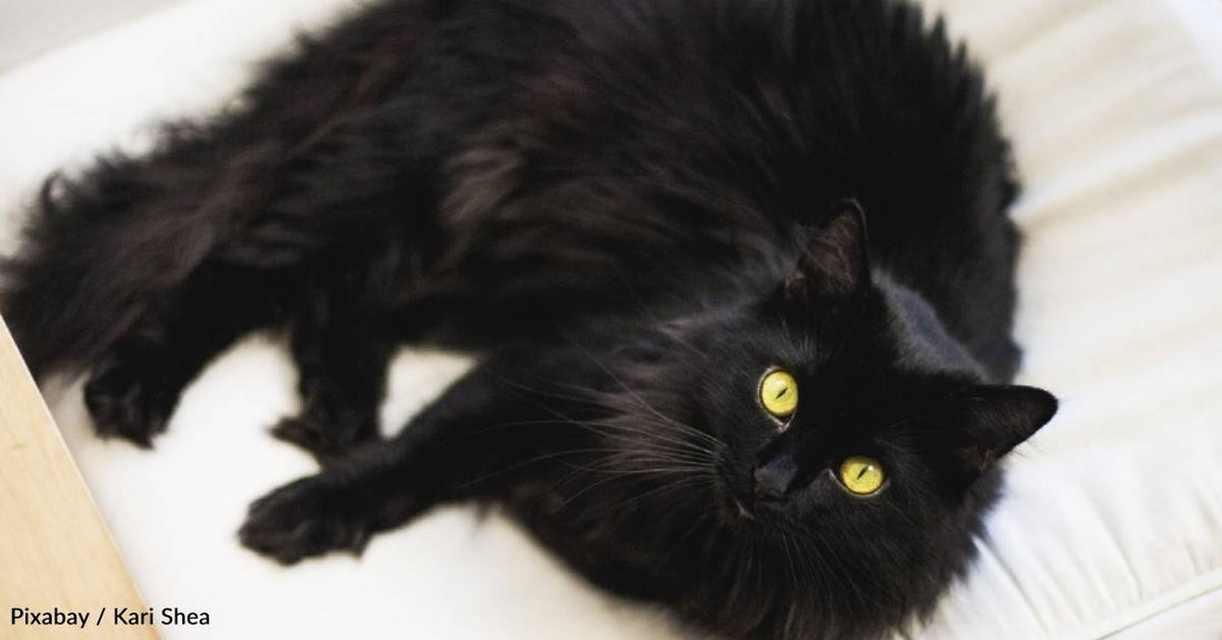 11-Year-Old Cat Who Spent Years in Shelters Finally Finds Forever Home