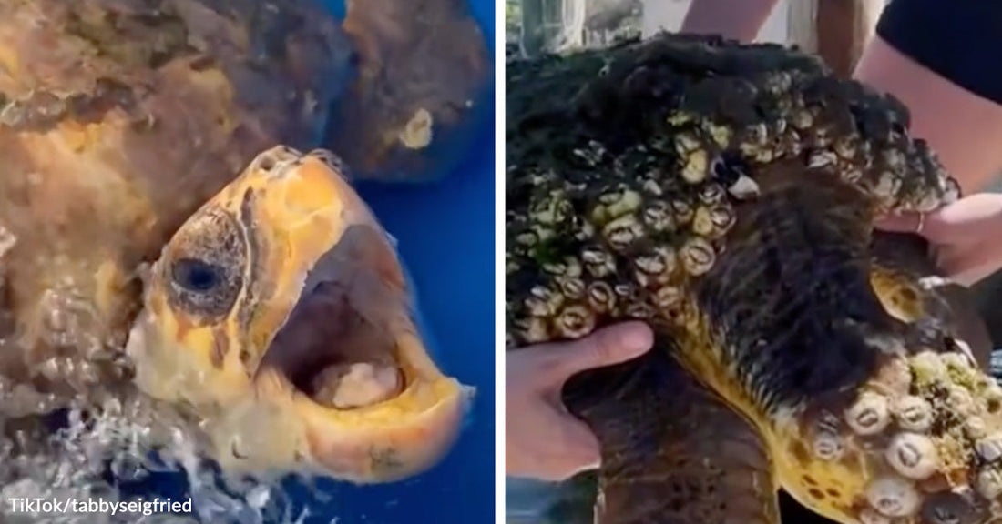 Split image of a sea turtle with heavy barnacle growth on its head and neck before cleanup or treatment.
