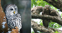 On the left, a barred owl perches beside a snowy tree trunk in winter; on the right, an adult barred owl feeds two fluffy owlets on a summer branch.