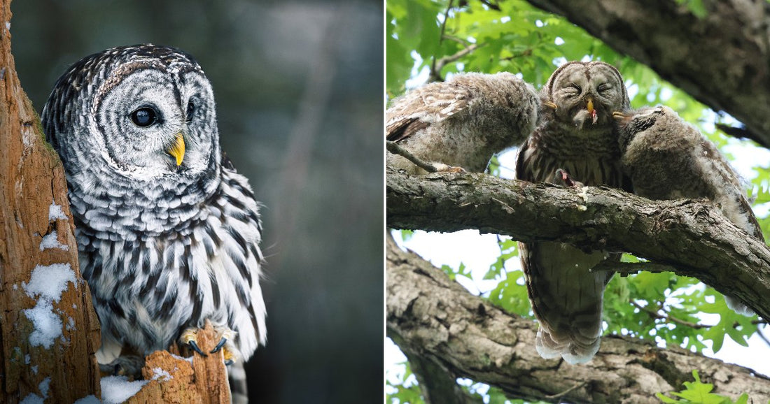On the left, a barred owl perches beside a snowy tree trunk in winter; on the right, an adult barred owl feeds two fluffy owlets on a summer branch.