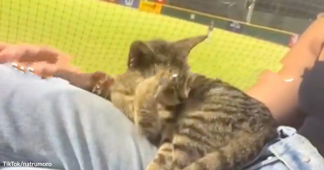 Brown tabby cat sprawled across a person’s lap at an outdoor baseball game, looking off to the side.