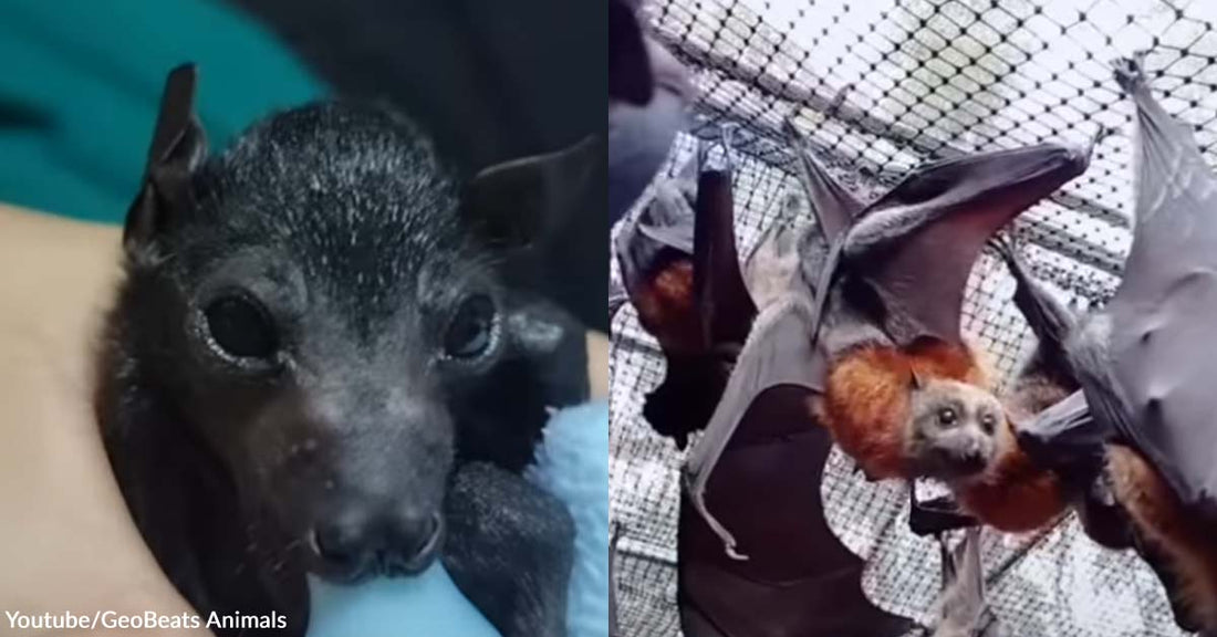 Lost Baby Flying Fox Experiences Maternal Care from a Loving Bat Rescuer