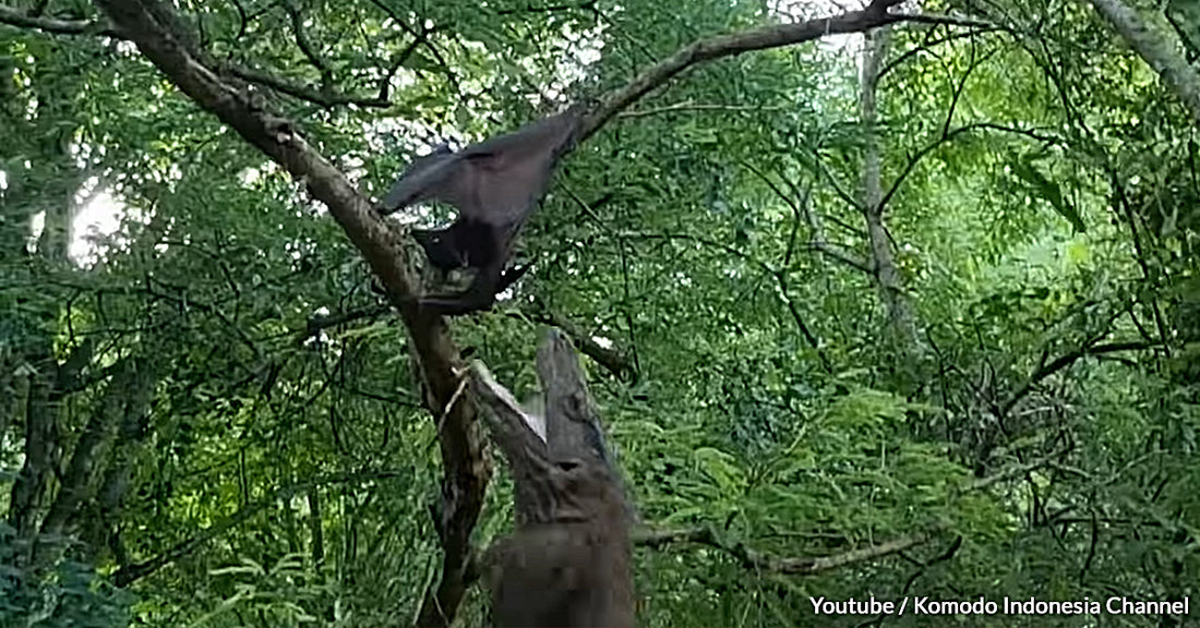 Check Out The Largest Lizard In The World And Its Impressive Jumping Skills As It Hunts For Prey