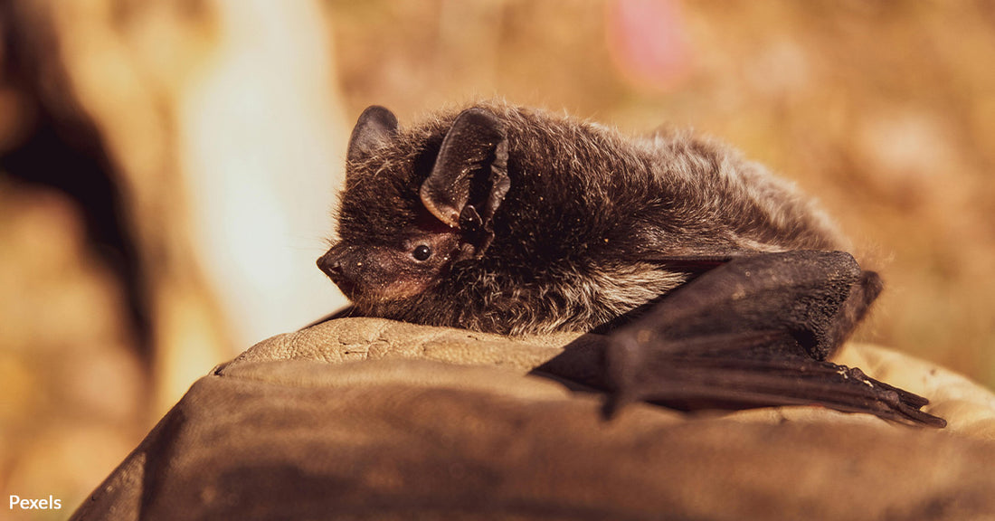 New Biomaterials Shelter Bats from Deadly Diseases Threatening Survival